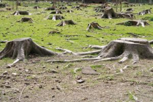 What Happens To Tree Roots When Tree Is Cut Down
