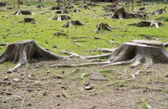 What Happens To Tree Roots When Tree Is Cut Down?
