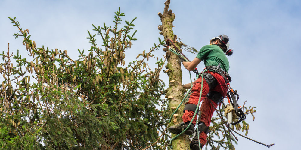 What Is The Best Pay For An Arborist?
