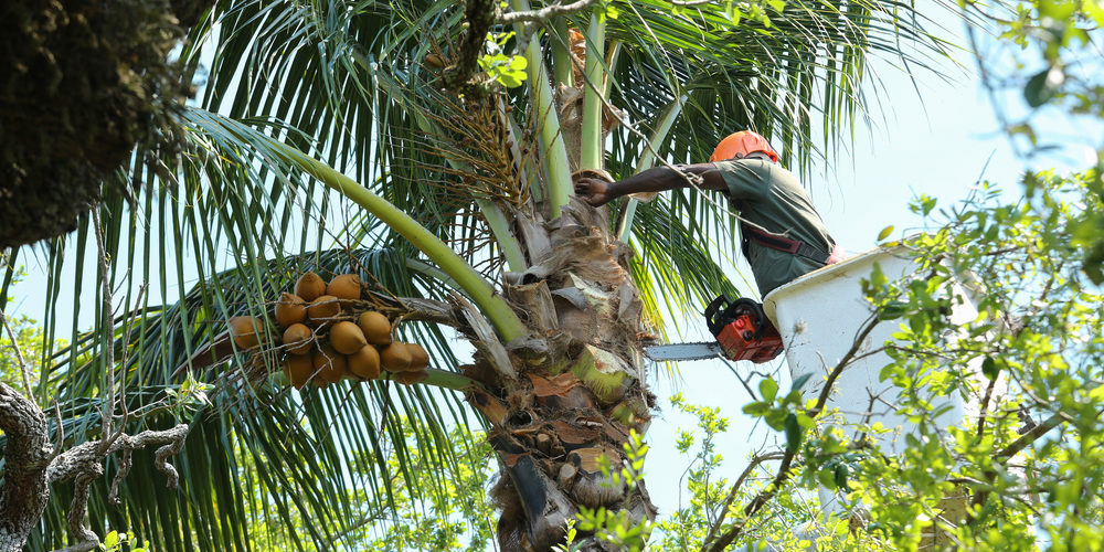 What Is The Best Tool For Cutting High Tree Branches?