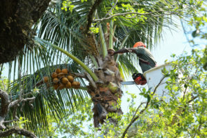 What Is The Best Tool For Cutting High Tree Branches