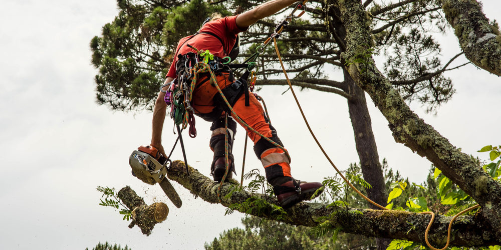 What Is The Difference Between A Forester And An Arborist?