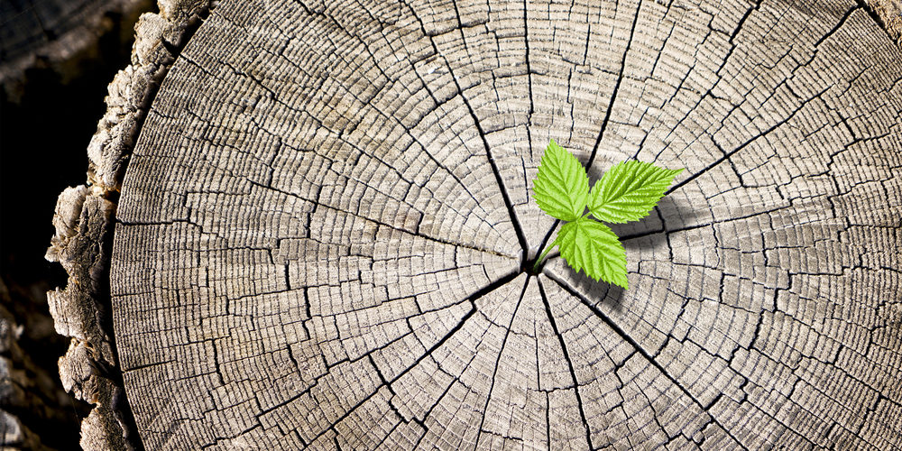 What Is The Lifespan Of A Tree?