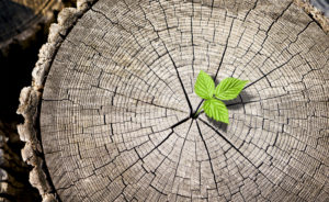 What Is The Lifespan Of A Tree