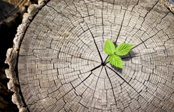 What Is The Lifespan Of A Tree?