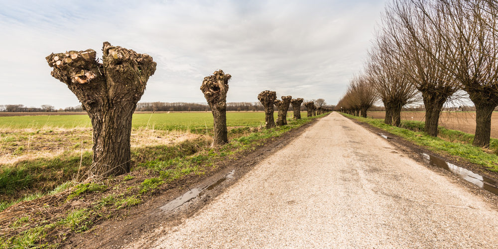 What Should Not Be Pruned On Trees?