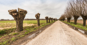 What Should Not Be Pruned On Trees