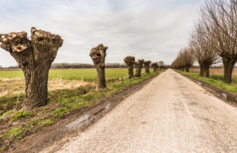 What Should Not Be Pruned On Trees?