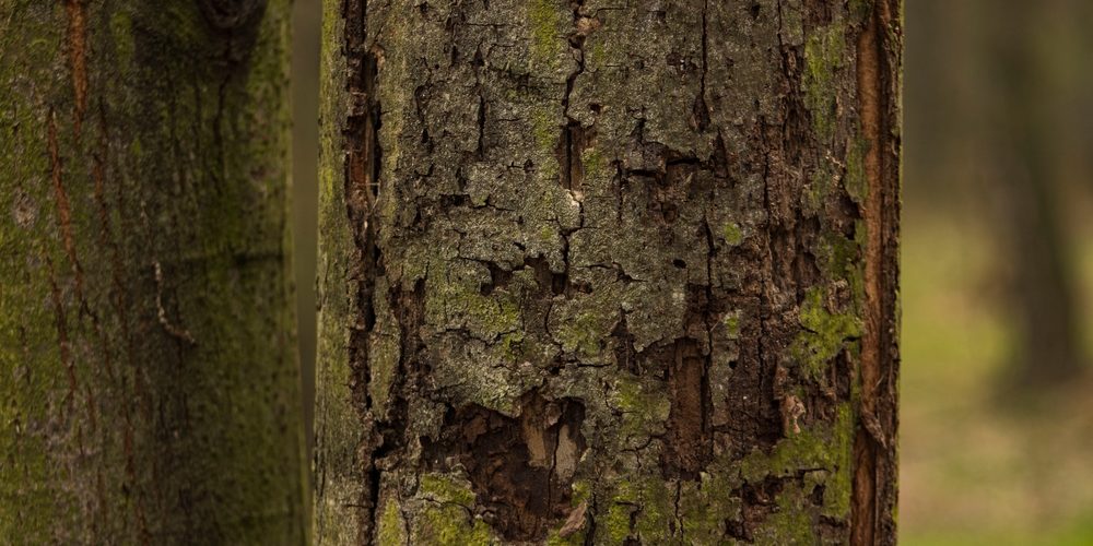 When Should You Not Prune?