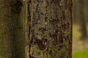 When Should You Not Prune