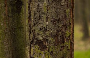When Should You Not Prune?