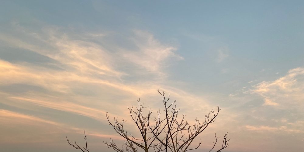 Who Can Tell Me What’s Wrong With My Tree?