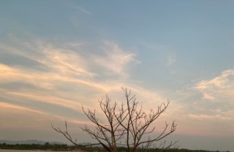 Who Can Tell Me What’s Wrong With My Tree?