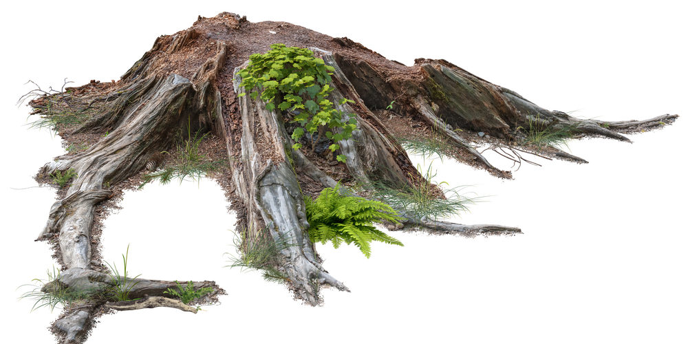Can I Cut Tree Roots Without Killing The Tree?