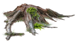Can I Cut Tree Roots Without Killing The Tree