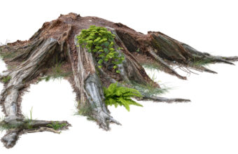 Can I Cut Tree Roots Without Killing The Tree?