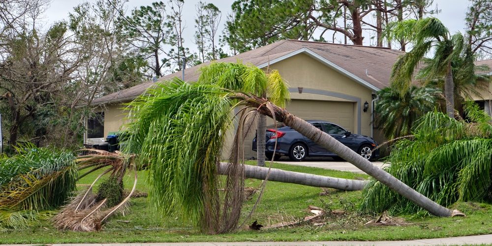 Can Removing A Large Tree Cause Foundation Problems?