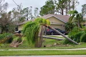 Can Removing A Large Tree Cause Foundation Problems