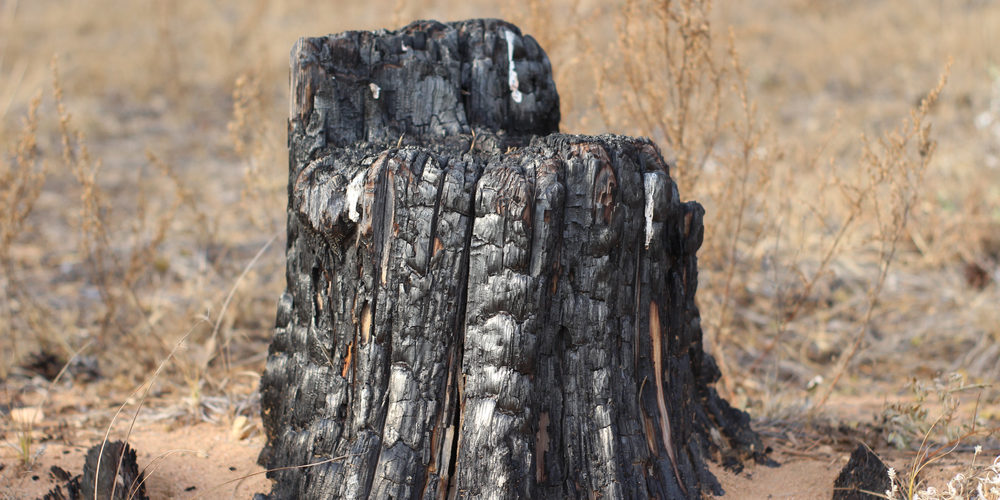 Can You Burn A Stump To Get Rid Of It?