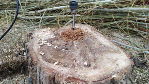 How Deep Do You Drill A Hole In A Tree Stump