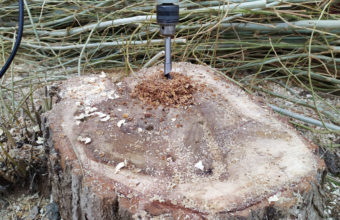How Deep Do You Drill A Hole In A Tree Stump?