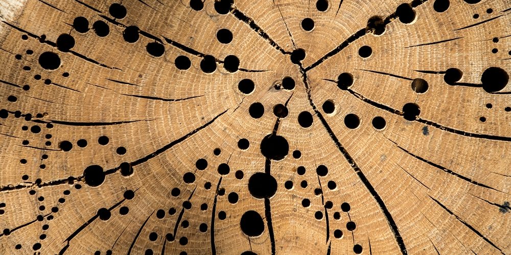 How Do You Bore A Hole In A Tree Stump?