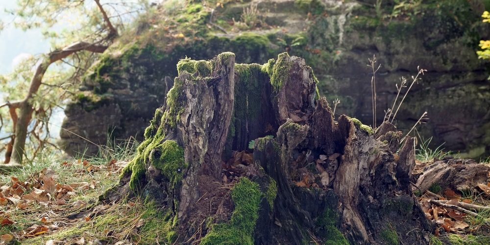How Do You Break Up A Rotten Stump?