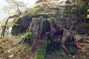 How Do You Break Up A Rotten Stump