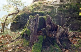 How Do You Break Up A Rotten Stump?