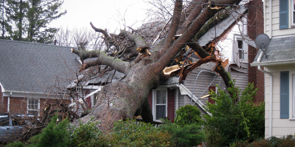 How Do You Know If A Tree Is Too Close To Your House?