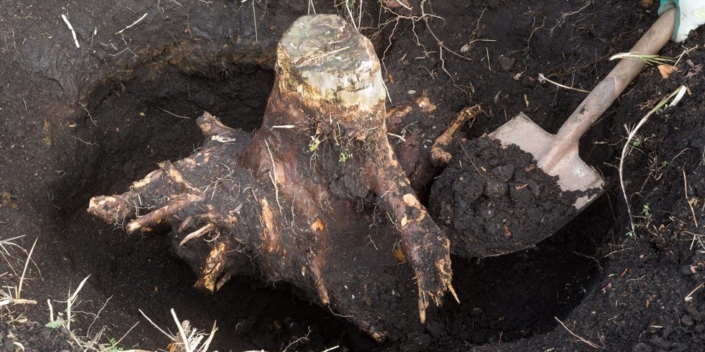 How Do You Remove A Tree Stump Yourself?