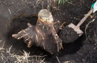 How Do You Remove A Tree Stump Yourself?