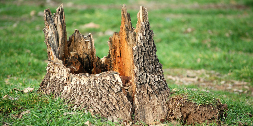 How Long Does It Take For A Tree Stump To Rot?