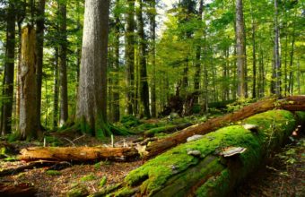 How Long Does It Take Tree Roots To Decompose After A Cut?