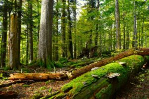 How Long Does It Take Tree Roots To Decompose After Tree Is Cut Down