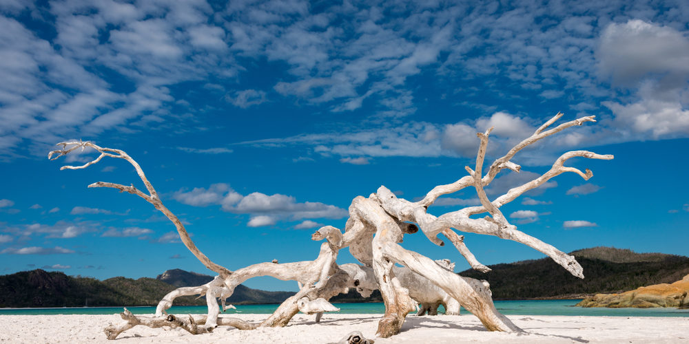 What Does Bleach Do To A Tree Stump?