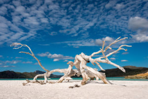 What Does Bleach Do To A Tree Stump
