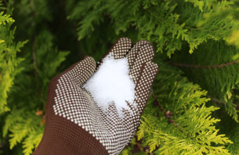 What Does Epsom Salt Do To A Tree Stump?