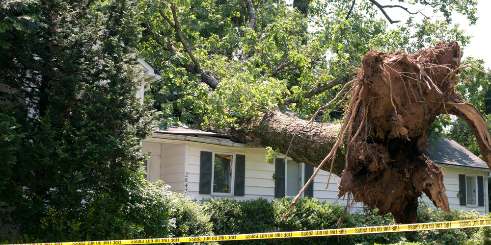 What Happens If Tree Roots Are Not Removed?