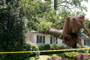 What Happens If Tree Roots Are Not Removed