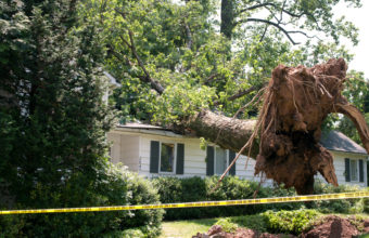 What Happens If Tree Roots Are Not Removed?