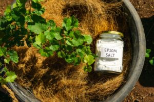 What Is The Best Homemade Tree Stump Killer