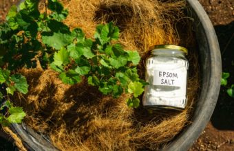 What Is The Best Homemade Tree Stump Killer?