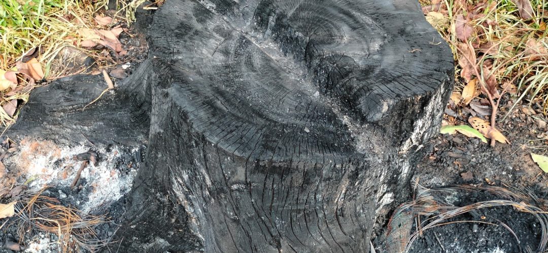 What Is The Cheapest Way To Get Rid Of A Tree Stump?