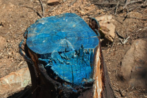 What Kills A Tree Stump Quickly