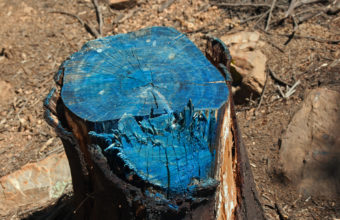 What Kills A Tree Stump Quickly?