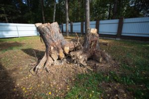 What Kills Tree Stumps Naturally