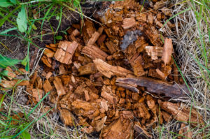 What Will Rot A Tree Stump Quickly