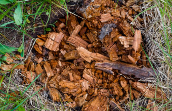 What Will Rot A Tree Stump Quickly?