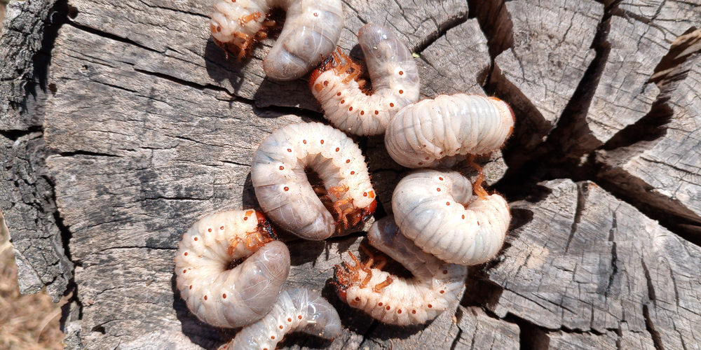 Why You Shouldn’t Leave A Tree Stump In The Ground?
